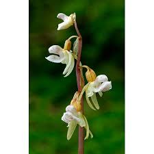 Attēlu rezultāti vaicājumam “Epipogium aphyllum”