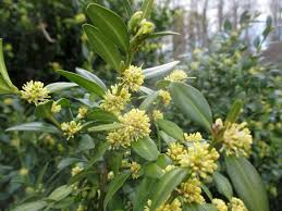 Attēlu rezultāti vaicājumam “Buxus sempervirens flower”