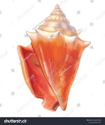 Image result for Aliger gigas