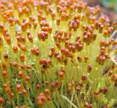 Attēlu rezultāti vaicājumam “Platydictya jungermannioides macro”