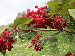 Attēlu rezultāti vaicājumam “Sambucus racemosa”