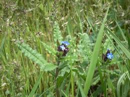 Attēlu rezultāti vaicājumam “Anchusa arvensis”