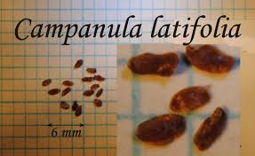 Attēlu rezultāti vaicājumam “Campanula latifolia fruit”
