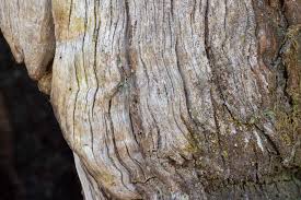 Attēlu rezultāti vaicājumam “Chaenotheca brunneola”