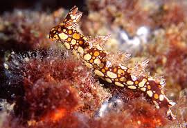 ผลการค้นหารูปภาพสำหรับ Bornella Anguilla