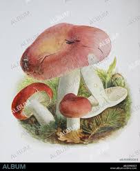 Attēlu rezultāti vaicājumam “Russula vesca”