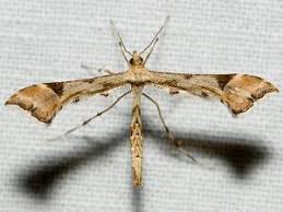 Attēlu rezultāti vaicājumam “Platyptilia sp.”