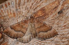 Attēlu rezultāti vaicājumam “Larentia clavaria”