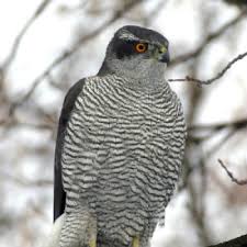 Image result for Goshawks G C