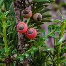 Attēlu rezultāti vaicājumam “Isopaches bicrenatus”