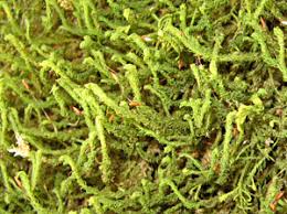 Attēlu rezultāti vaicājumam “Anomodon attenuatus sporophyte”