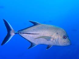 Image result for Caranx lugubris