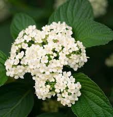 Attēlu rezultāti vaicājumam “Viburnum lantana”
