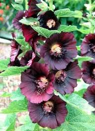 Attēlu rezultāti vaicājumam “Alcea rosea flower”