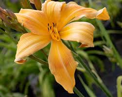 Attēlu rezultāti vaicājumam “Hemerobius perelegans”