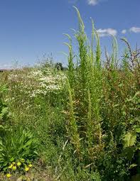Image result for Reseda luteola