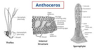 Attēlu rezultāti vaicājumam “Anthocerotopsida”