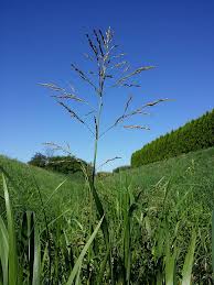 Attēlu rezultāti vaicājumam “Glyceria maxima leaf”