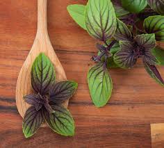 Image result for Basilikum