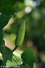 Attēlu rezultāti vaicājumam “Liriodendron tulipifera fruit”