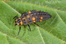 Attēlu rezultāti vaicājumam “Coccinella septempunctata larva”