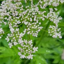 Attēlu rezultāti vaicājumam “Chaerophyllum aromaticum leaf”