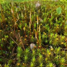 Attēlu rezultāti vaicājumam “Polytrichastrum pallidisetum macro”