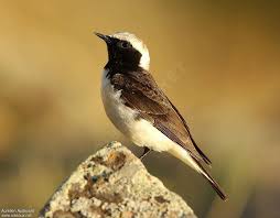 Image result for Oenanthe pleschanka