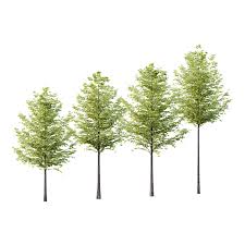 Attēlu rezultāti vaicājumam “Tilia platyphyllos subsp. platyphyllos”