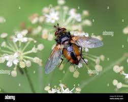 Attēlu rezultāti vaicājumam “Tachinidae”