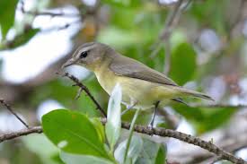 Image result for Vireo philadelphicus