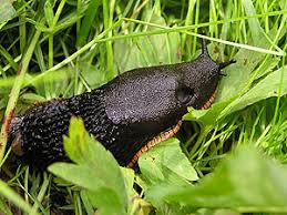 Attēlu rezultāti vaicājumam “Arion lusitanicus”