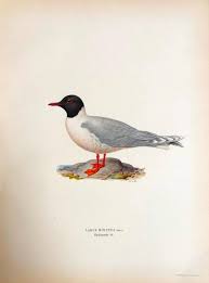 Attēlu rezultāti vaicājumam “Larus minutus adult”