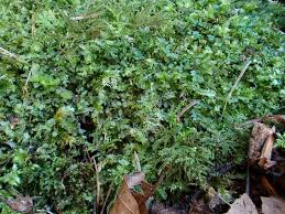 Attēlu rezultāti vaicājumam “Mnium stellare”