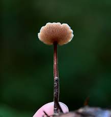 Attēlu rezultāti vaicājumam “Auriscalpium vulgare”