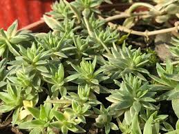 Attēlu rezultāti vaicājumam “Sedum pallidum bud”