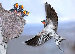 Attēlu rezultāti vaicājumam “Hirundo rustica”