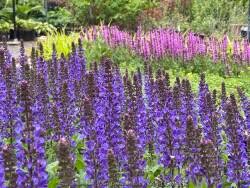 Attēlu rezultāti vaicājumam “Salvia nemorosa fruit”