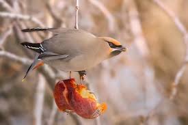 Attēlu rezultāti vaicājumam “Bombycilla garrulus adult”