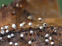 Attēlu rezultāti vaicājumam “Craterium leucocephalum var. scyphoides stalked”