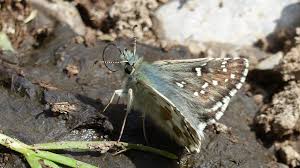 Attēlu rezultāti vaicājumam “Pyrgus alveus”