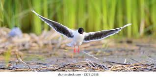 Attēlu rezultāti vaicājumam “Larus minutus”