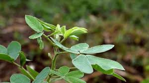 Attēlu rezultāti vaicājumam “Corydalis solida fruit”