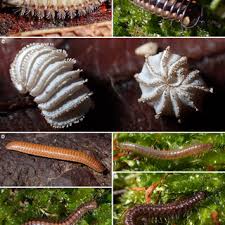 Attēlu rezultāti vaicājumam “Strongylosoma pallipes”