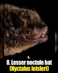 Attēlu rezultāti vaicājumam “Nyctalus leisleri”