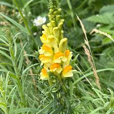 Attēlu rezultāti vaicājumam “Linaria vulgaris leaf”
