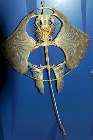 Image result for Aetobatus ocellatus