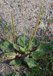 Attēlu rezultāti vaicājumam “Plantago major”