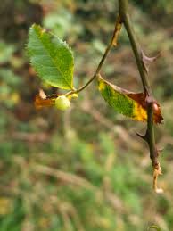 Attēlu rezultāti vaicājumam “Diplolepis eglanteriae”