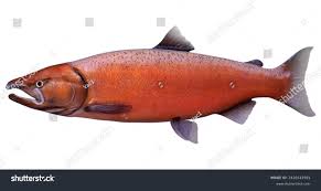 Image result for Oncorhynchus tshawytscha